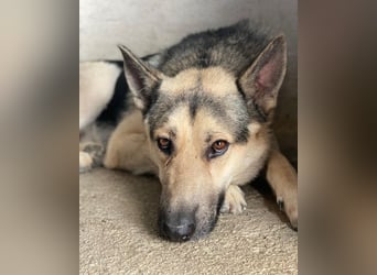 Hankan, geb. ca. 01/2024, lebt in GRIECHENLAND, im städt. Tierheim Serres