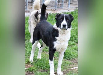 Eddy, geb. ca. 01/2018, lebt in GRIECHENLAND, im städt. Tierheim Serres