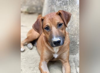 Hunter, geb. ca. 02/2025, lebt in GRIECHENLAND, auf einer privaten Pflegestelle