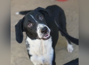 Piko, geb. ca. 01/2025, lebt in GRIECHENLAND, auf einer privaten Pflegestelle