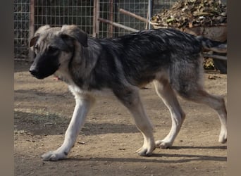 Erwin, geb. ca. 05/2024, lebt in GRIECHENLAND, im städt. Tierheim Serres