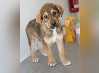 Kuba, geb. ca. 12/2025, lebt in GRIECHENLAND, auf einer privaten Pflegestelle