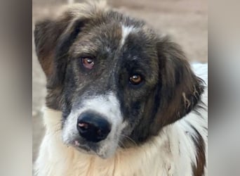 Evans, geb. ca. 04/2025, lebt in GRIECHENLAND, im städt. Tierheim Serres