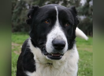 Eddy, geb. ca. 01/2018, lebt in GRIECHENLAND, im städt. Tierheim Serres