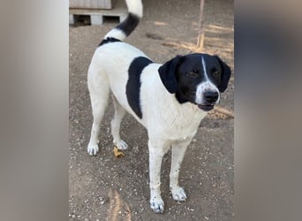 Grecco, geb. ca. 11/2022, lebt in GRIECHENLAND, im städt. Tierheim Serres