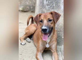 Hunter, geb. ca. 02/2025, lebt in GRIECHENLAND, auf einer privaten Pflegestelle