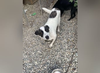 Zaubermaus Betsy auf drei Pfoten
