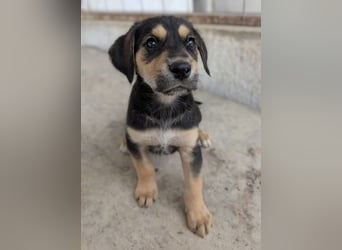 Hiro, geb. ca. 02/2026, lebt in GRIECHENLAND, im städt. Tierheim Serres