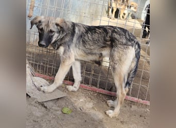 Erwin, geb. ca. 05/2024, lebt in GRIECHENLAND, im städt. Tierheim Serres