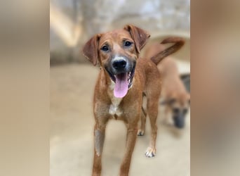 Hunter, geb. ca. 02/2025, lebt in GRIECHENLAND, auf einer privaten Pflegestelle