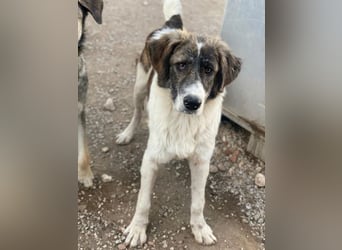 Evans, geb. ca. 04/2025, lebt in GRIECHENLAND, im städt. Tierheim Serres