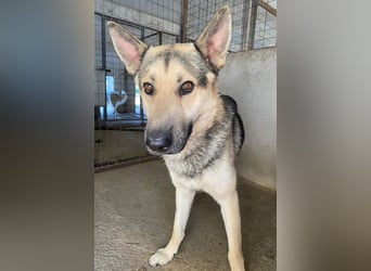 Hankan, geb. ca. 01/2024, lebt in GRIECHENLAND, im städt. Tierheim Serres