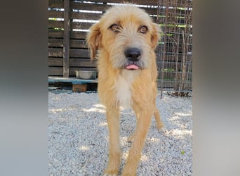 Sid, geb. ca. 08/2022 , lebt in GRIECHENLAND, auf einer privaten Pflegestelle