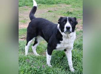 Eddy, geb. ca. 01/2018, lebt in GRIECHENLAND, im städt. Tierheim Serres