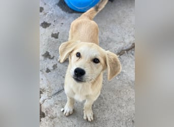 Shaggy, geb. ca. 04/2025, lebt in GRIECHENLAND, im städt. Tierheim Serres