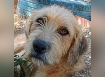 Sid, geb. ca. 08/2022 , lebt in GRIECHENLAND, auf einer privaten Pflegestelle