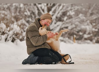 Neugierige Lissy sucht ihr Zuhause