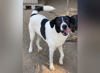 Grecco, geb. ca. 11/2022, lebt in GRIECHENLAND, im städt. Tierheim Serres