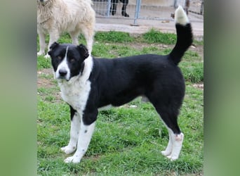 Eddy, geb. ca. 01/2018, lebt in GRIECHENLAND, im städt. Tierheim Serres