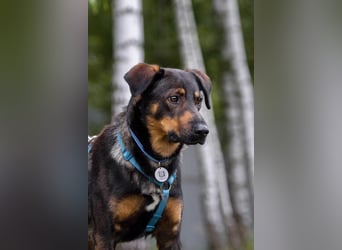 Ruhiges Zuhause für Miroscha gesucht