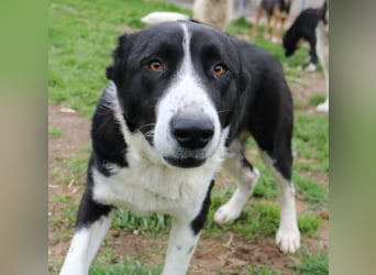 Eddy, geb. ca. 01/2018, lebt in GRIECHENLAND, im städt. Tierheim Serres