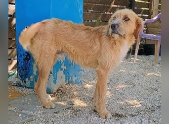 Sid, geb. ca. 08/2022 , lebt in GRIECHENLAND, auf einer privaten Pflegestelle