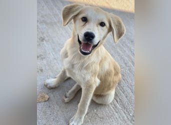 Shaggy, geb. ca. 04/2025, lebt in GRIECHENLAND, im städt. Tierheim Serres