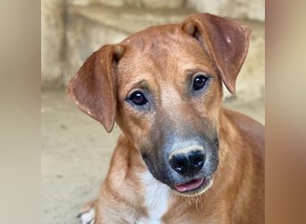 Hunter, geb. ca. 02/2025, lebt in GRIECHENLAND, auf einer privaten Pflegestelle