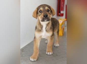 Kuba, geb. ca. 12/2025, lebt in GRIECHENLAND, auf einer privaten Pflegestelle