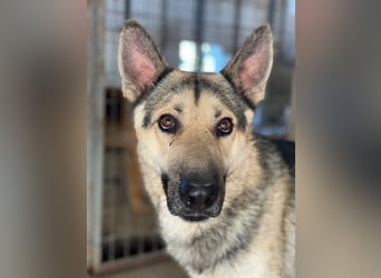 Hankan, geb. ca. 01/2024, lebt in GRIECHENLAND, im städt. Tierheim Serres