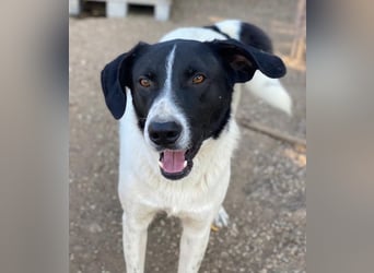 Grecco, geb. ca. 11/2022, lebt in GRIECHENLAND, im städt. Tierheim Serres