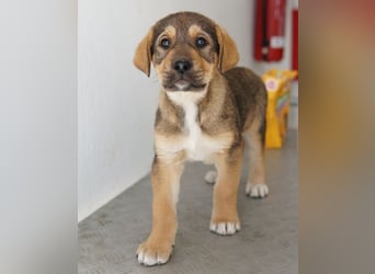 Kuba, geb. ca. 12/2025, lebt in GRIECHENLAND, auf einer privaten Pflegestelle