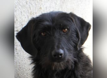 Erebus, geb. ca. 01/2025, lebt in GRIECHENLAND, im städt. Tierheim Serres