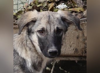 Erwin, geb. ca. 05/2024, lebt in GRIECHENLAND, im städt. Tierheim Serres