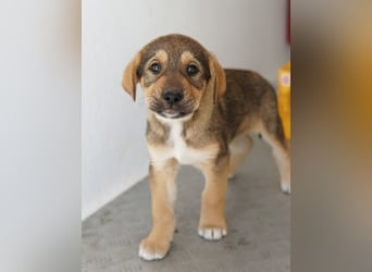 Kuba, geb. ca. 12/2025, lebt in GRIECHENLAND, auf einer privaten Pflegestelle