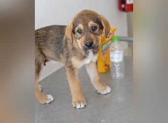 Kuba, geb. ca. 12/2025, lebt in GRIECHENLAND, auf einer privaten Pflegestelle