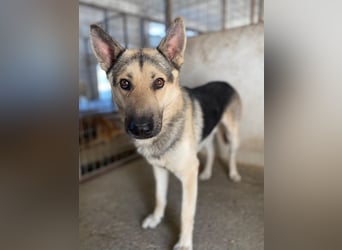 Hankan, geb. ca. 01/2024, lebt in GRIECHENLAND, im städt. Tierheim Serres