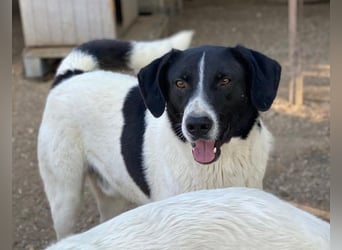 Grecco, geb. ca. 11/2022, lebt in GRIECHENLAND, im städt. Tierheim Serres