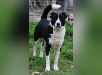 Eddy, geb. ca. 01/2018, lebt in GRIECHENLAND, im städt. Tierheim Serres