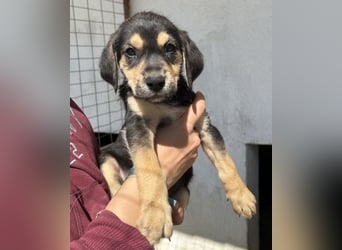 Hiro, geb. ca. 02/2026, lebt in GRIECHENLAND, im städt. Tierheim Serres