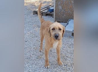 Sid, geb. ca. 08/2022 , lebt in GRIECHENLAND, auf einer privaten Pflegestelle