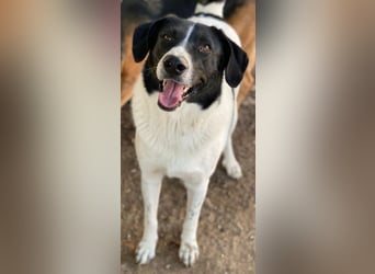 Grecco, geb. ca. 11/2022, lebt in GRIECHENLAND, im städt. Tierheim Serres