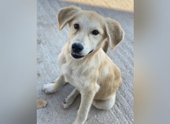 Shaggy, geb. ca. 04/2025, lebt in GRIECHENLAND, im städt. Tierheim Serres