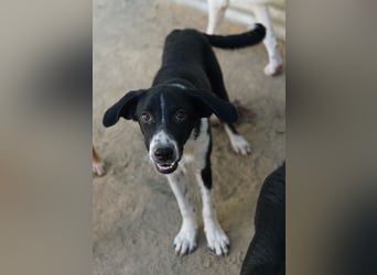 Piko, geb. ca. 01/2025, lebt in GRIECHENLAND, auf einer privaten Pflegestelle