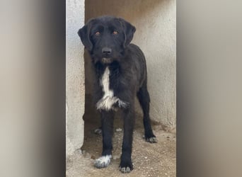 Erebus, geb. ca. 01/2025, lebt in GRIECHENLAND, im städt. Tierheim Serres