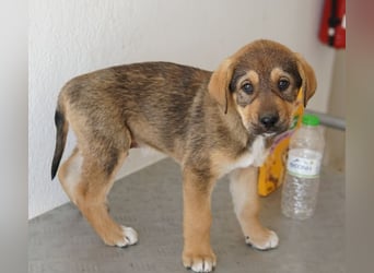 Kuba, geb. ca. 12/2025, lebt in GRIECHENLAND, auf einer privaten Pflegestelle