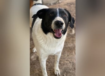 Grecco, geb. ca. 11/2022, lebt in GRIECHENLAND, im städt. Tierheim Serres