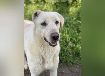 Santa, geb. ca. 06/2023, lebt in GRIECHENLAND, im städt. Tierheim Serres