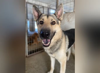 Hankan, geb. ca. 01/2024, lebt in GRIECHENLAND, im städt. Tierheim Serres