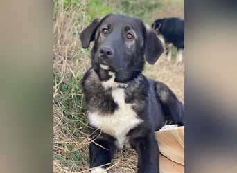 Esko, geb. ca. 09/2024, lebt in GRIECHENLAND, im städt. Tierheim Serres